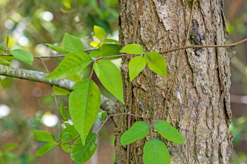 Poison Ivy Removal in Philadelphia, PA