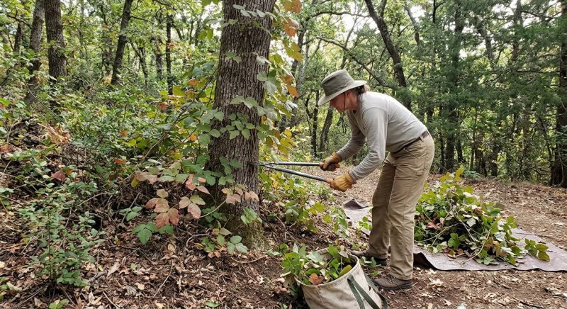 Hemlock Removal in Wilmington, DE
