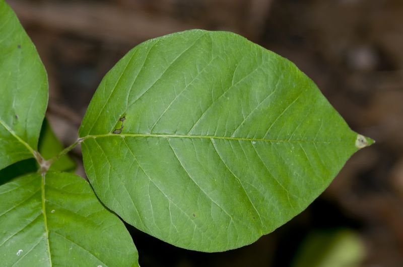 Poison Ivy Removal in Bucks County, PA