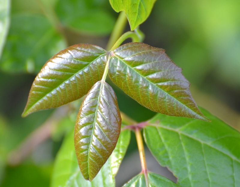 Poison Oak Removal in Wilmington, DE
