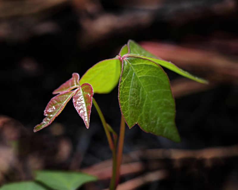 Poison Oak Removal in Harford County, MD