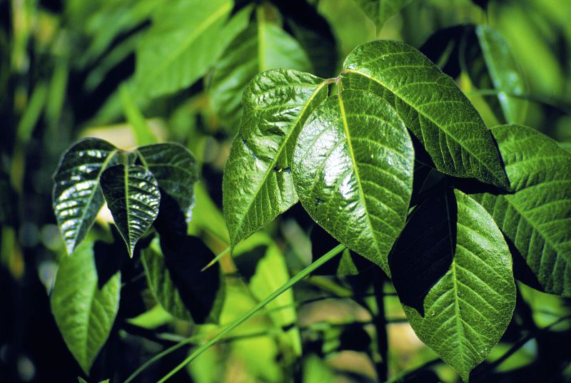Poison Oak Removal in Lancaster County, PA